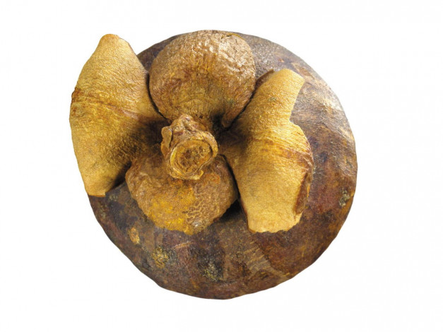 Обои картинки фото еда, мангостин