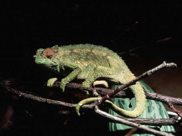 Обои картинки фото животные, хамелеоны