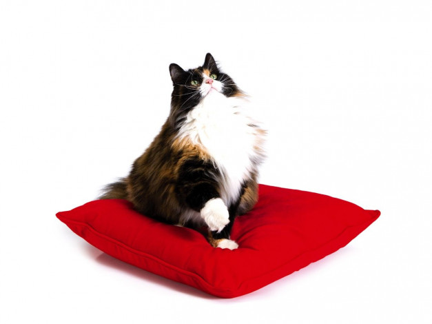 Обои картинки фото животные, коты