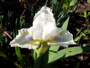 Картинка цветы ирисы белый