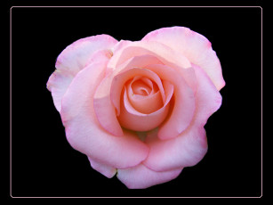 Картинка цветы розы тёмный