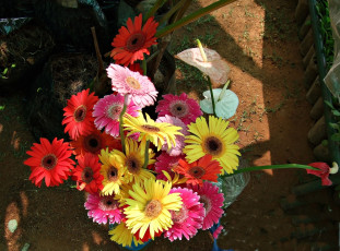 Картинка цветы разные вместе фон тёмный лепестки