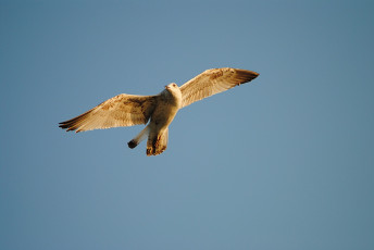 Картинка животные Чайки бакланы крачки полёт