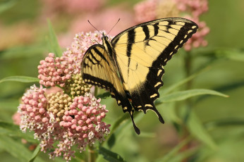 обоя животные, бабочки, цветок, бабочка