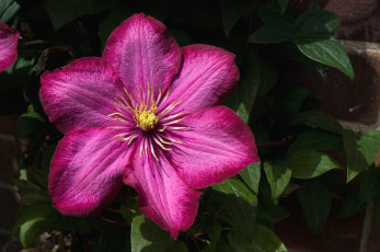 Картинка цветы клематис ломонос яркий розовый