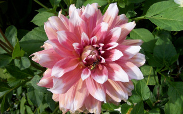 Картинка цветы георгины цветок пчела