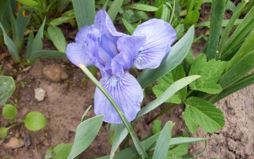 Картинка цветы ирисы синий