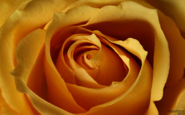 Картинка цветы розы лепестки