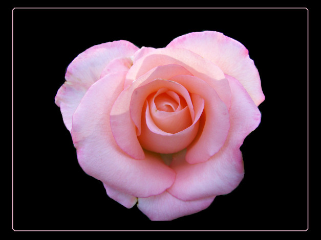 Обои картинки фото цветы, розы, тёмный