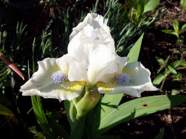 Обои картинки фото цветы, ирисы, белый