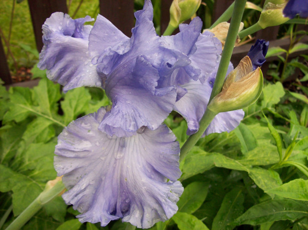 Обои картинки фото цветы, ирисы, сиреневый, капли