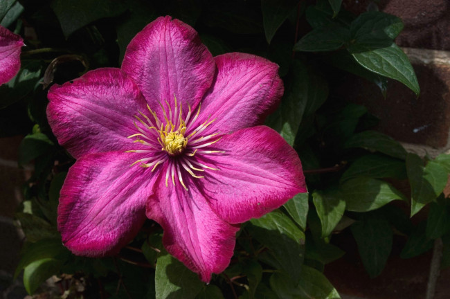 Обои картинки фото цветы, клематис, ломонос, яркий, розовый