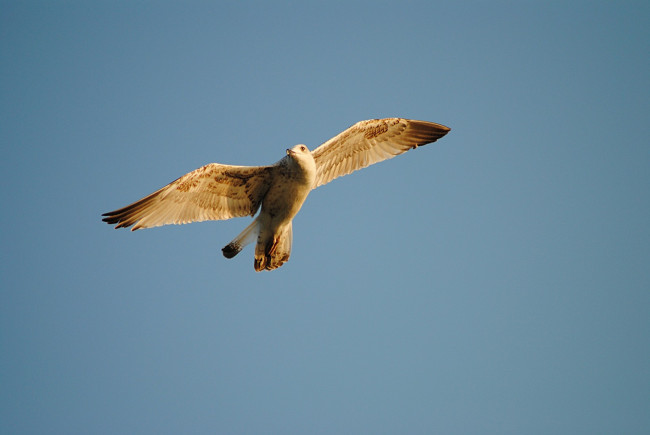 Обои картинки фото животные, Чайки, бакланы, крачки, полёт