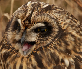 Картинка животные совы болотная сова