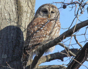 Картинка животные совы пёстрая неясыть