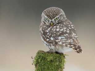 Картинка животные совы домовый сыч