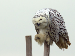 Картинка животные совы полярная сова белая