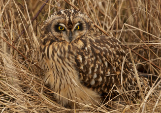 Картинка животные совы болотная сова