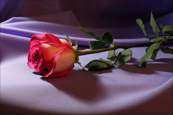 Картинка цветы розы ткань