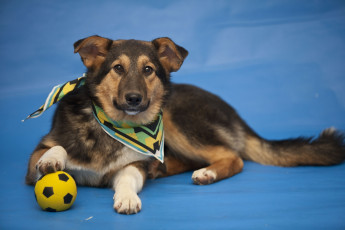 Картинка животные собаки футболист