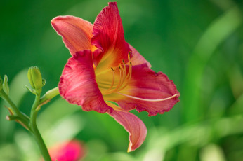 Картинка цветы лилии лилейники лепестки макро