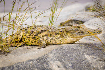 Картинка животные крокодилы хищник