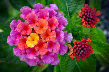 Картинка цветы лантана вербена макро