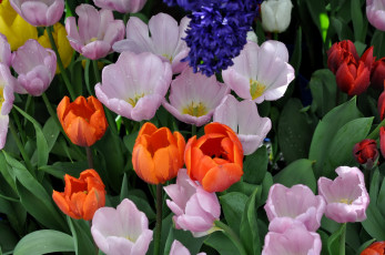 Картинка цветы тюльпаны