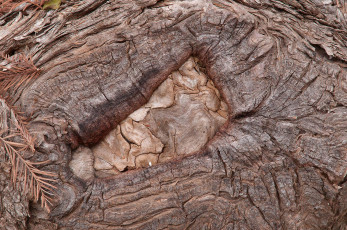 Картинка разное текстуры кора дерево