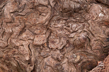 Картинка разное текстуры кора дерево