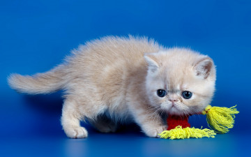 Картинка животные коты котёнок