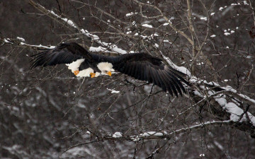 Картинка животные птицы хищники зима птица орёл