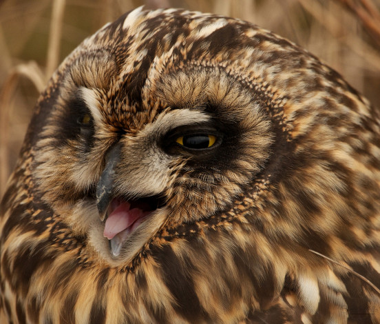 Обои картинки фото животные, совы, болотная, сова