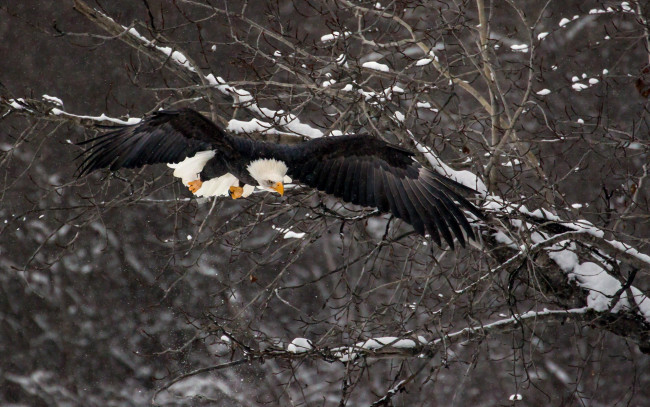 Обои картинки фото животные, птицы, хищники, зима, птица, орёл