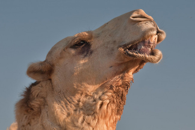 Обои картинки фото животные, верблюды, верблюд