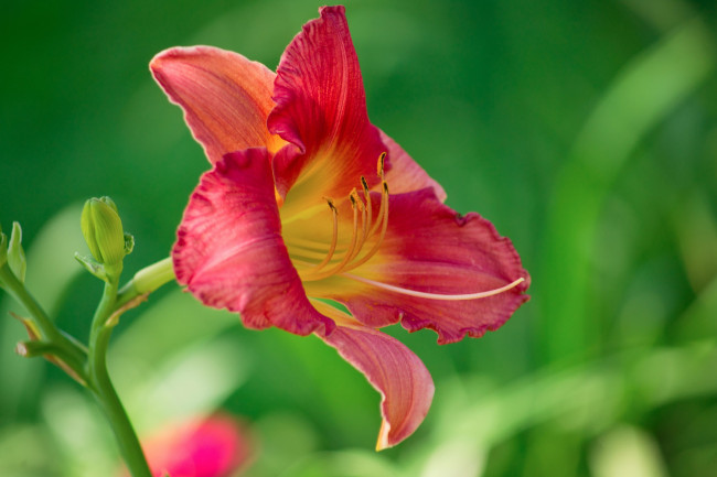 Обои картинки фото цветы, лилии, лилейники, лепестки, макро