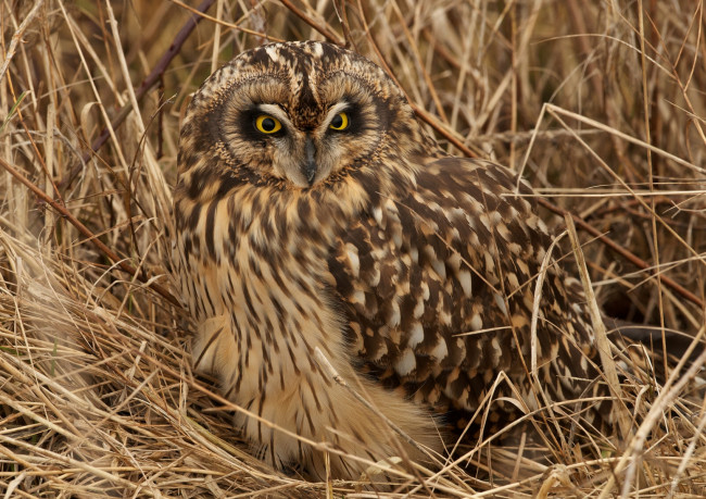 Обои картинки фото животные, совы, болотная, сова