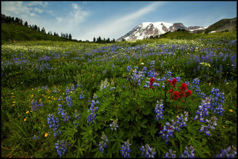 Картинка природа луга цветы лугг трава гора