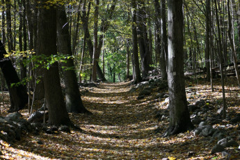 Картинка природа дороги стволы деревья листья дорога