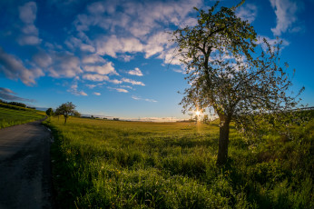 Картинка природа дороги шоссе поле дерево трава свет