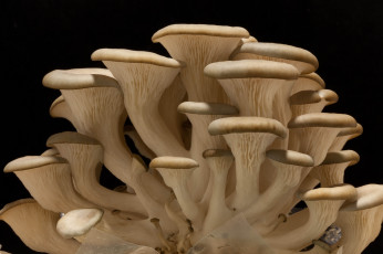 Картинка природа грибы