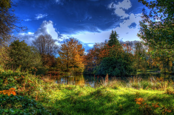 Картинка природа лес трава озеро осель