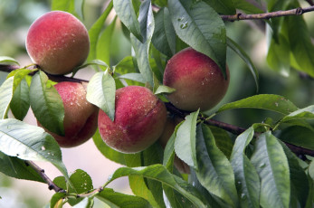 Картинка природа плоды персики