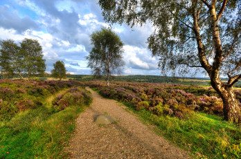 Картинка природа дороги деревья трава дорога поле