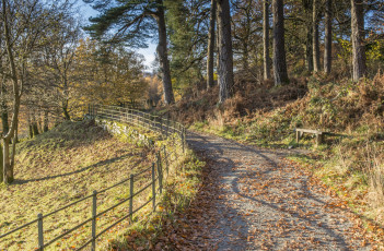 Картинка природа дороги лес изгородь дорожка