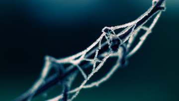 Картинка природа макро лед паутина