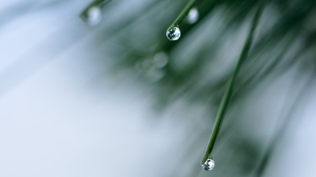 Обои картинки фото природа, макро, вода, капля, отражение