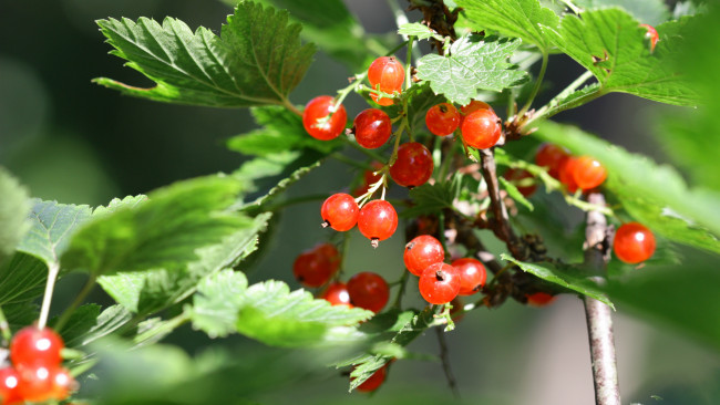 Обои картинки фото природа, Ягоды, лето, ветка, смородина, красная, ягода