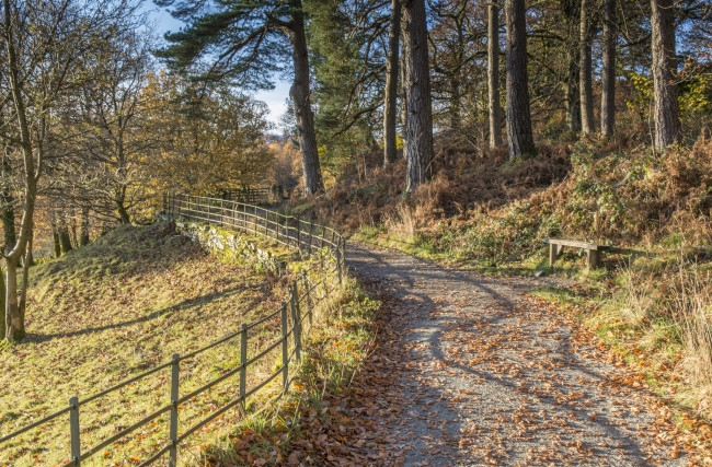 Обои картинки фото природа, дороги, лес, изгородь, дорожка