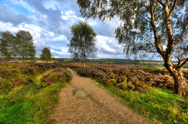 Обои картинки фото природа, дороги, деревья, трава, дорога, поле